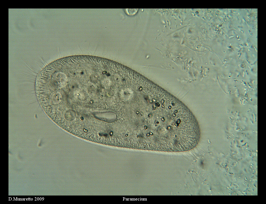 PARAMECIUM...finalmente!